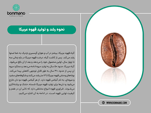 معرفی قهوه عربیکا و نحوه رشد و تولید آن